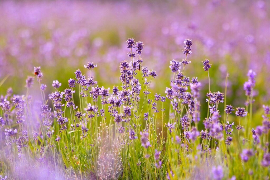 lavenders, flowers, lavender field-6482952.jpg